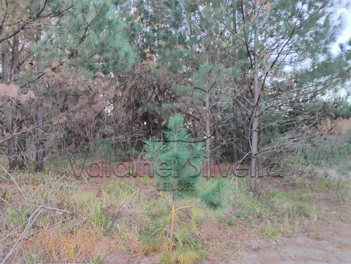 LOTE 000 - Terreno Urbano PINUS PARK- Torres/RS