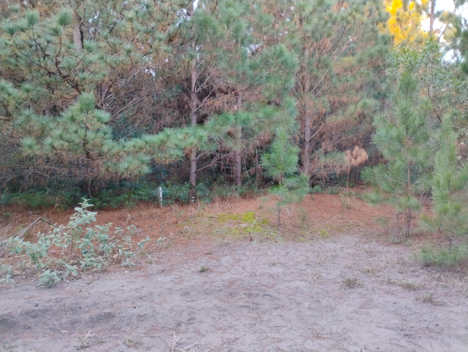 Terreno Urbano PINUS PARK- Torres/RS